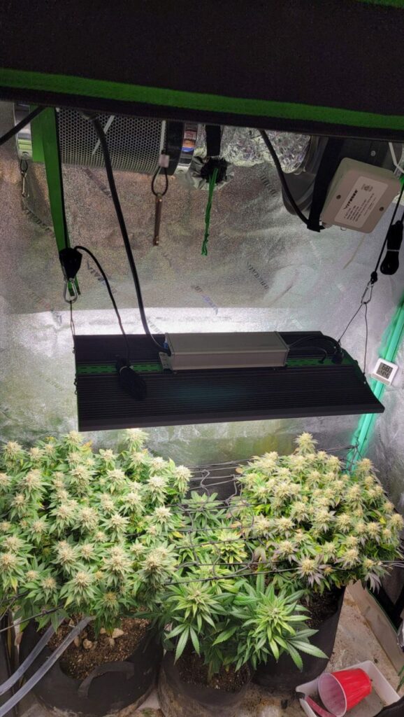 como cultivar canabis