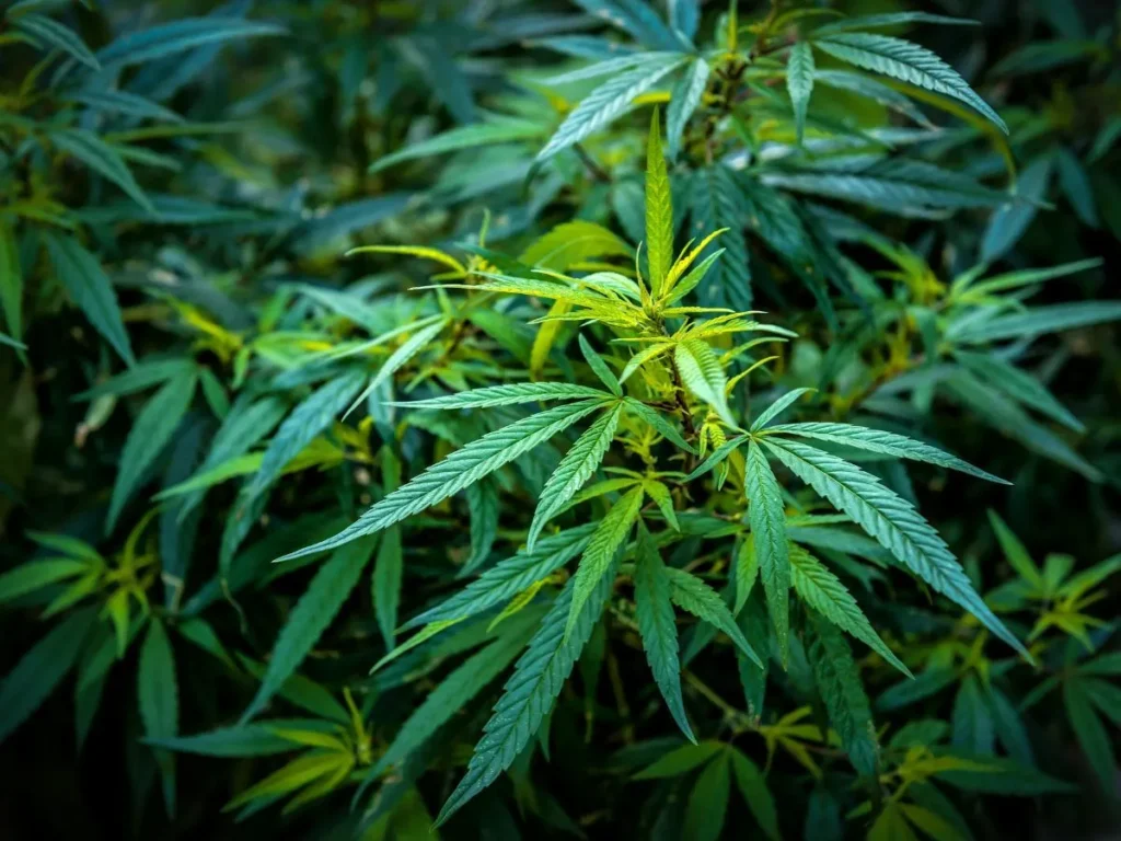 cuidados com luz, água e solo no cultivo de cannabis