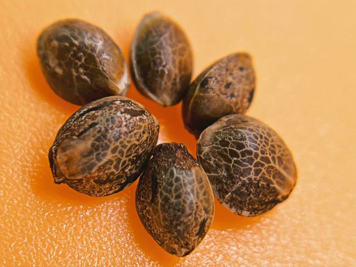 seed