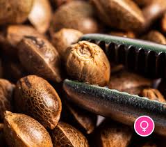 escolher semente cultivo cannabis
